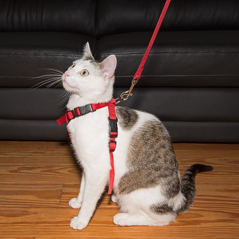 Harnais de sécurité pour voiture Trixie