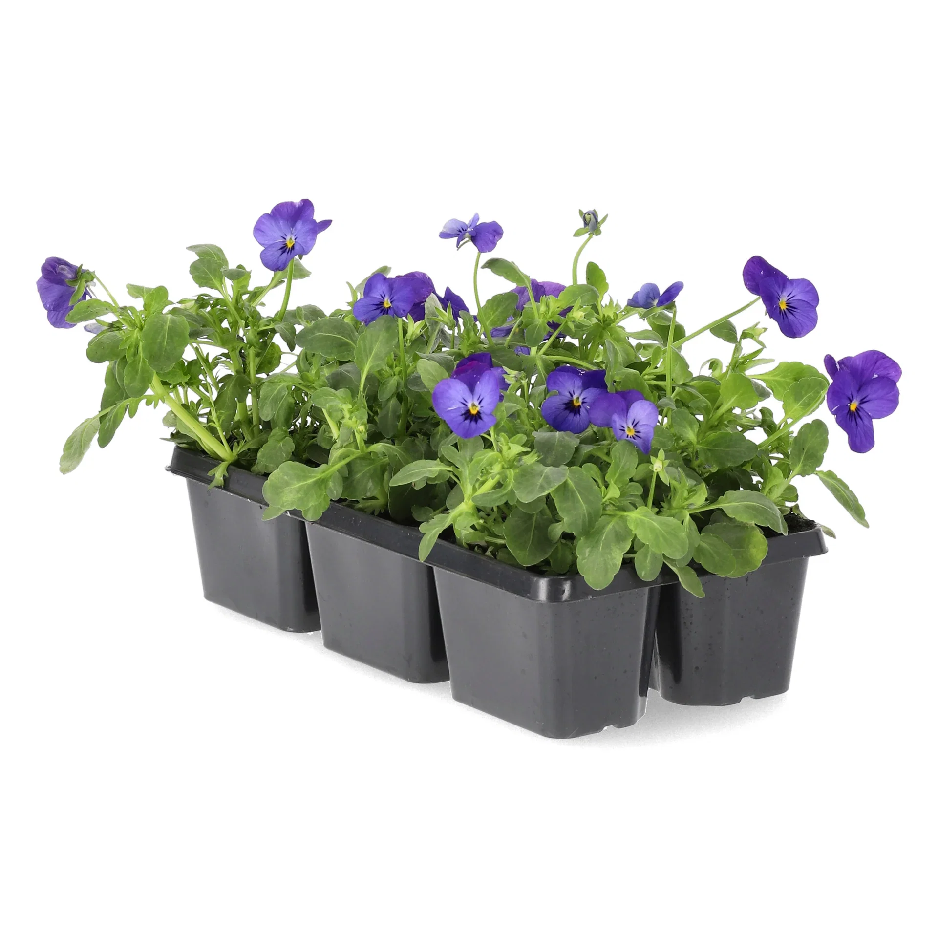 Viola x wittrockiana Stemor småblomstret 6 pk