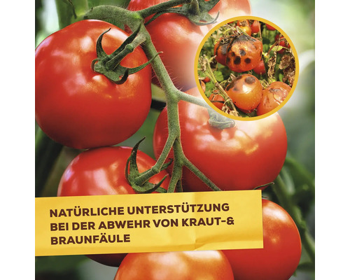 Lecithine basis ingrediënt Solabiol plantenversterkende spray 1 l gebruiksklare pompspray natuurlijke schimmelbescherming op groenten