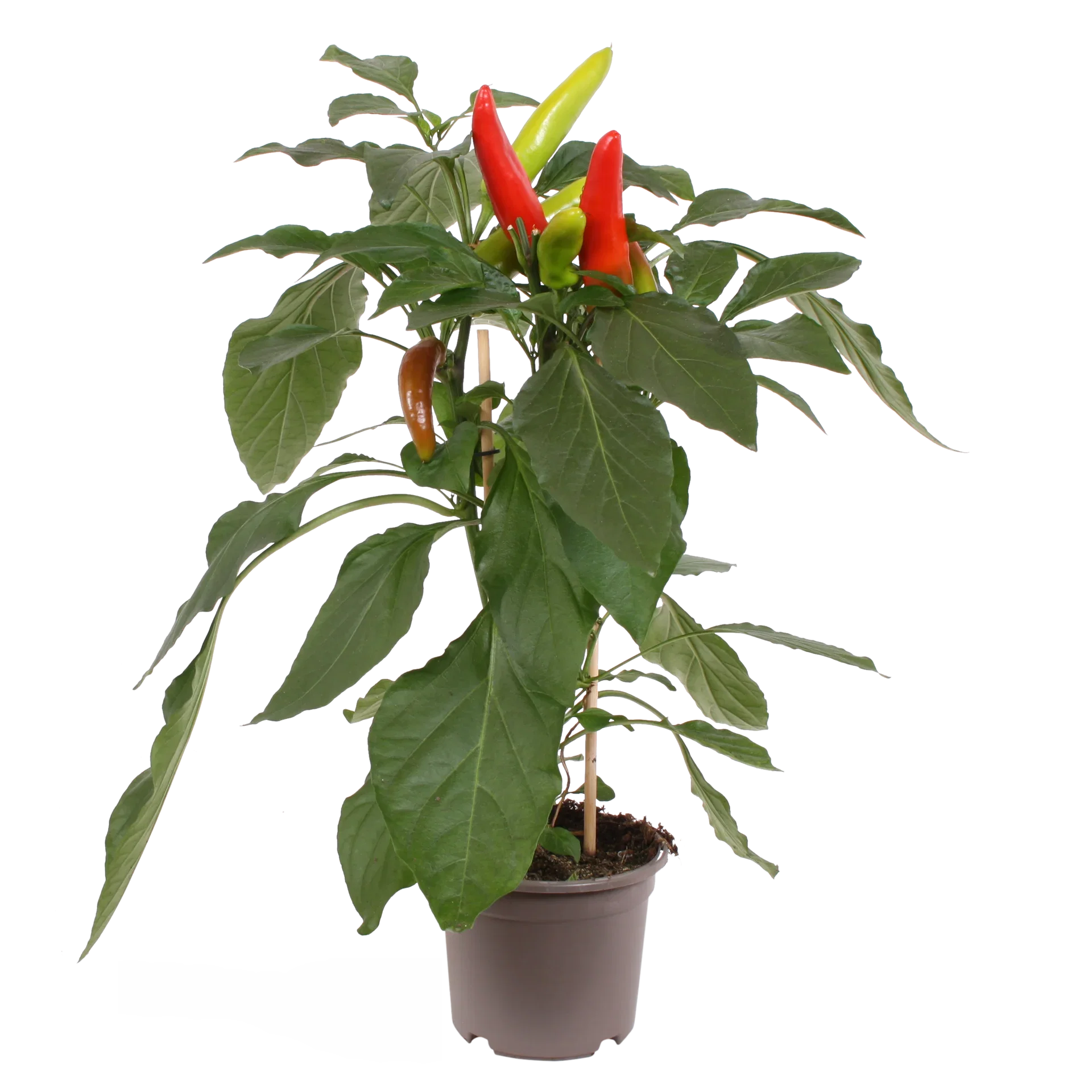 Ready Mild chili pepper 14 cm Chilli Ø14 cm