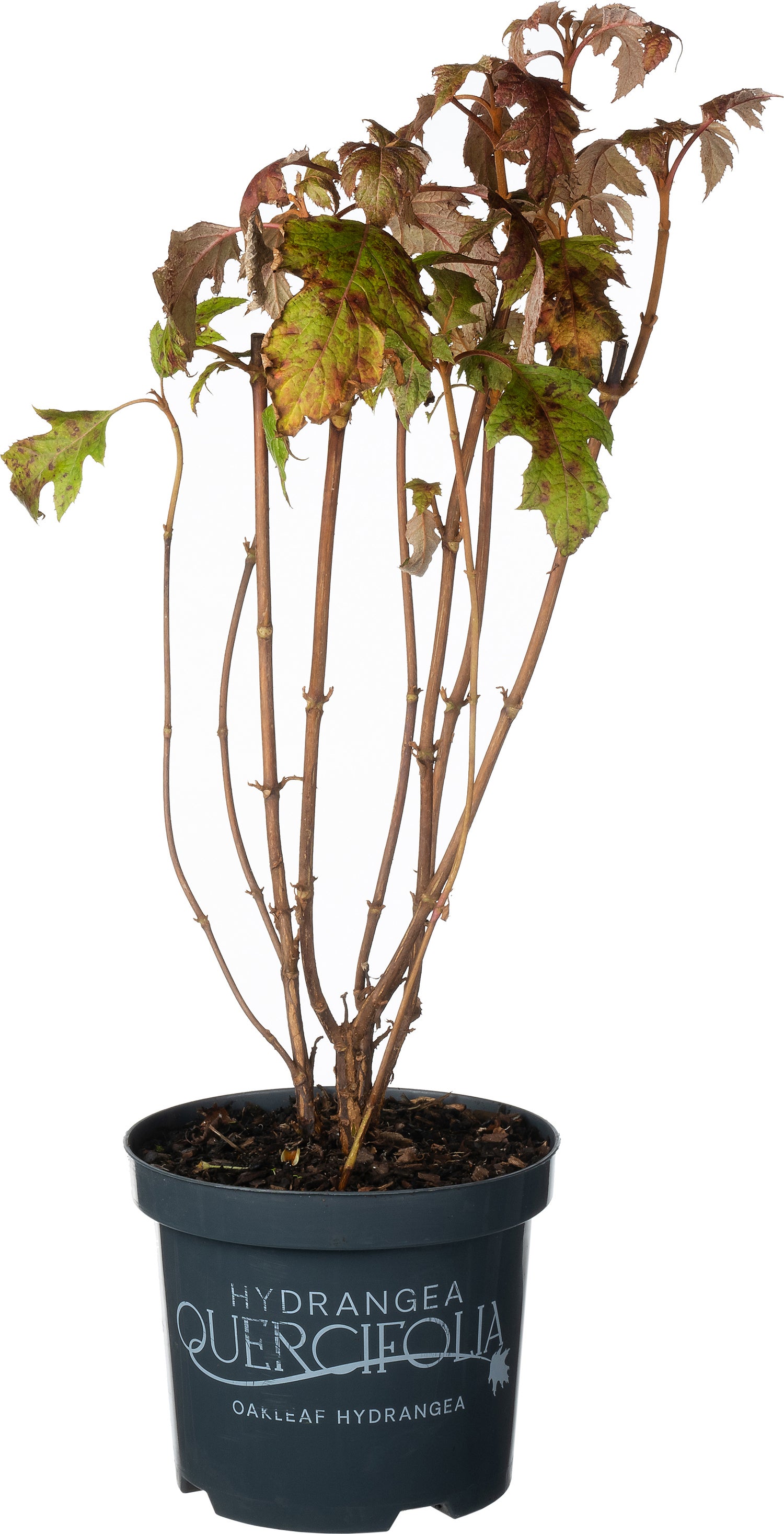 Eikenbladhortensia (Hydrangea quercifolium 'Ice Crystal') D 19 H 40 cm