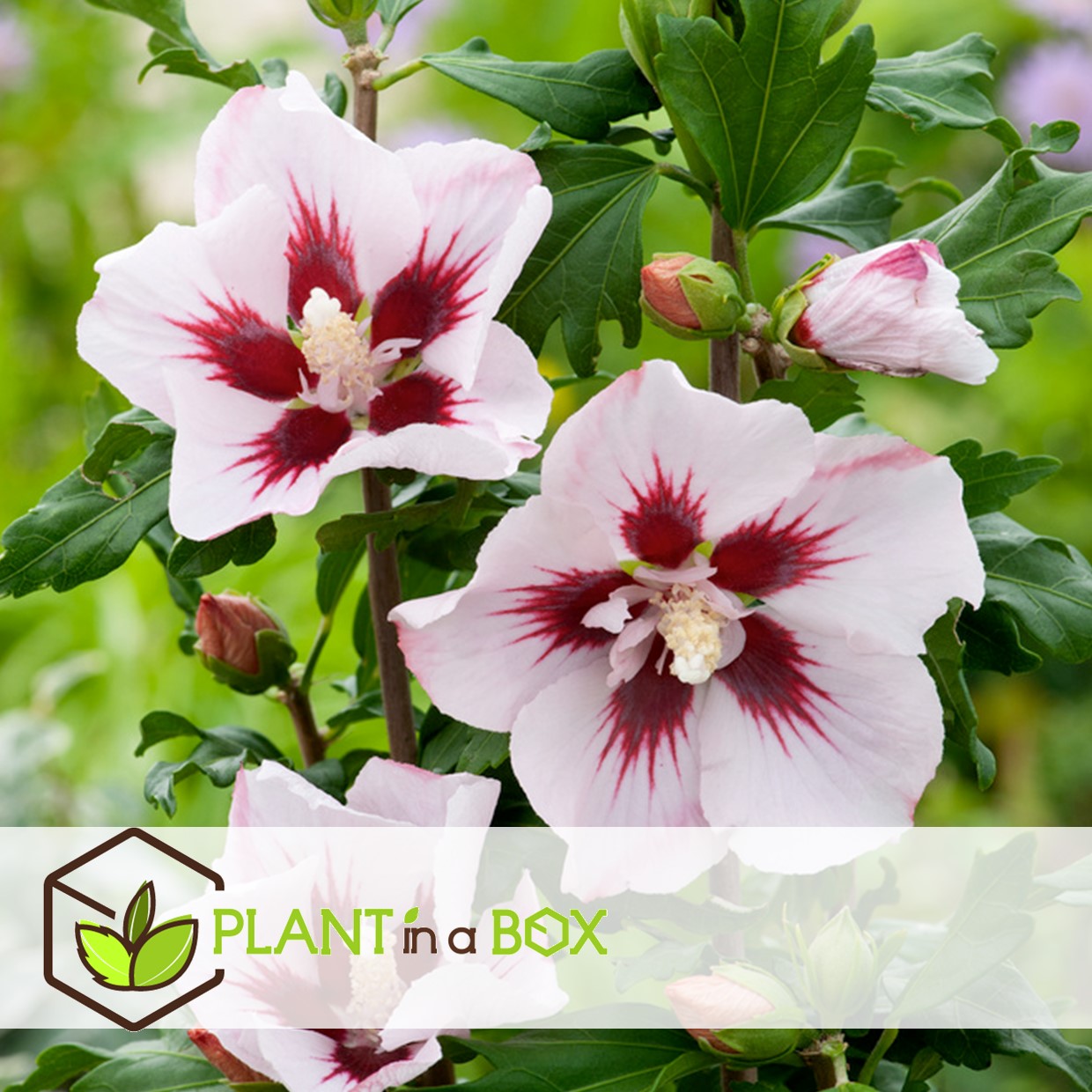 Hibiscus syriacus - mélange de 6 - hibis de syrie - pot 17cm - hauteur 25-40cm