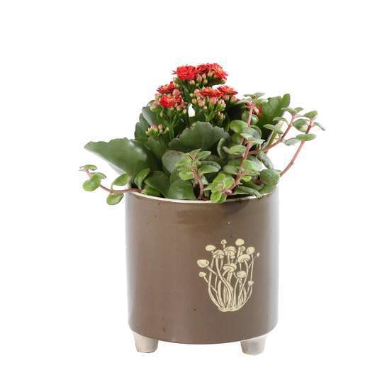 Succulentes : pot en céramique D11cm - Variétés variables
