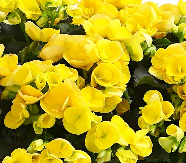Elatior-Begonie - Begonia elatior, Busch,