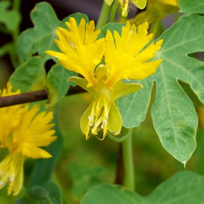Blumensamen Historische Kapuzinerkresse
