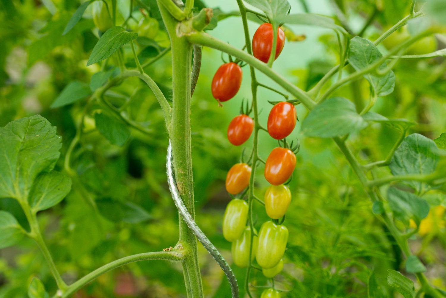 Nature tomatenspiraal verzinkt h1,50m D 6,8mm
