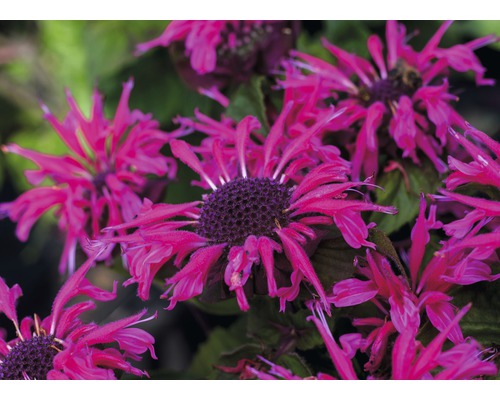 Vaste planten in diverse soorten FloraSelf H 35-45 cm Co 5 L