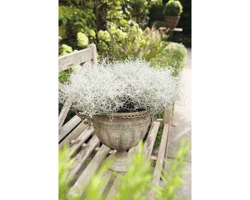 Zilveren mand FloraSelf Calocephalus brownii Ø 11 cm pot