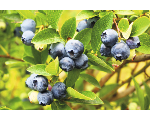 Biologische bosbes FloraSelf Biologisch Vaccinium corymbosum 'Goldtraube' H ca. 40 cm CO 3 L laat rijpend