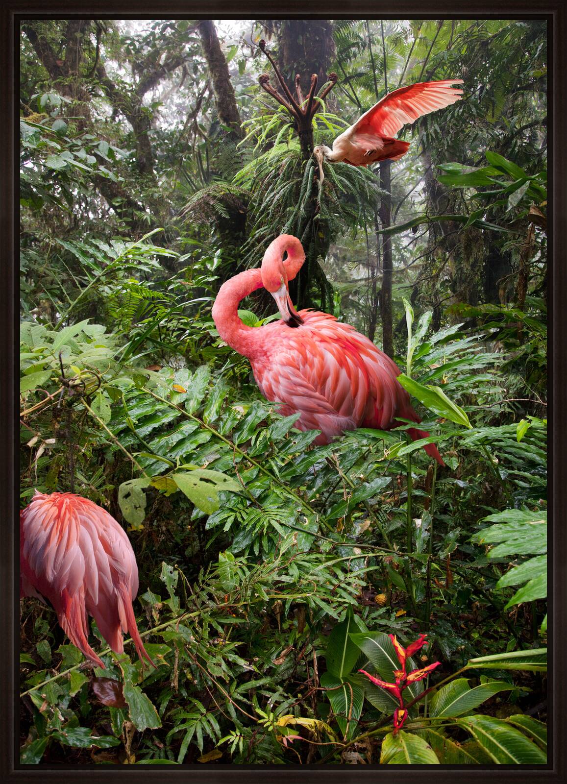 Two Lost Flamingos and a Spoonbill by Pat Swain - Limited Edition. Edition of: 150. Signed.