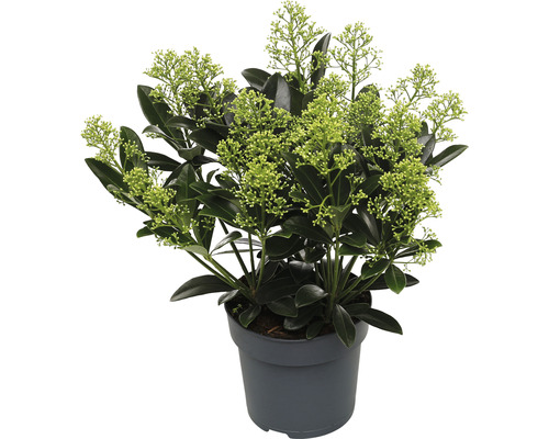 Japanse bloeiende skimmia FloraSelf Skimmia japonica 'Finchy' H 15-20 cm Co 1.5 L