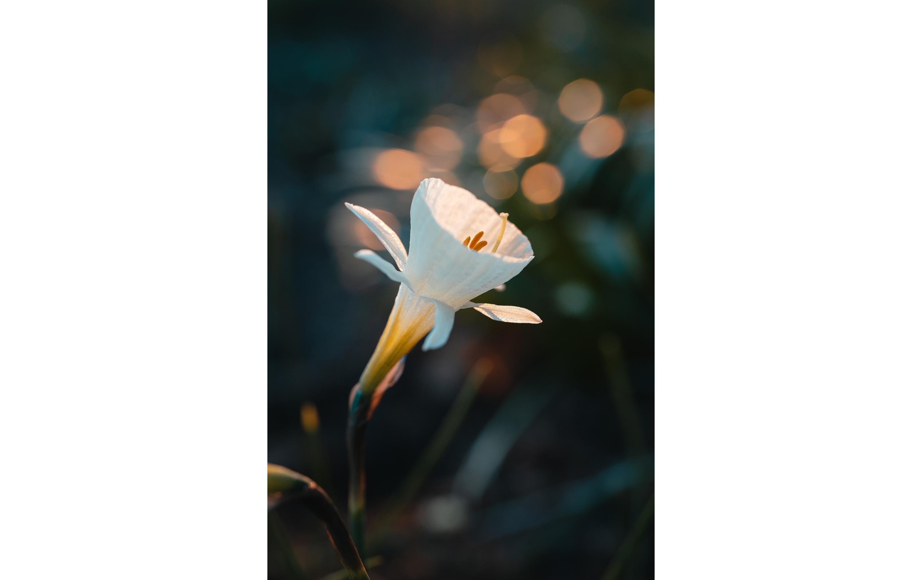 Festbrennweite Z MC 50mm F/2.8 – Nikon Z<br>Makroobjektiv mit hoher Lichtstärke