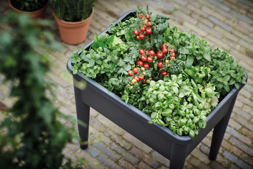 Elho kweekbak Green Basics zwart 75,5 x 56,3 x 73,3 cm