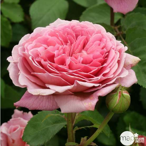 Rosier anglais 'Princess Alexandra of Kent®' (Ausmerchant): pot de 5 L