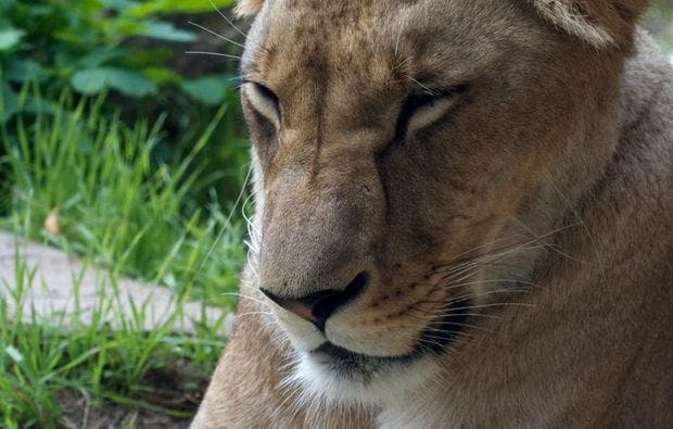 Fotokurs im Erlebniszoo in Hannover als Geschenk