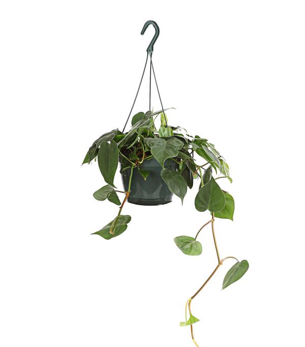 Baumfreund - Philodendron scandens, Ampel