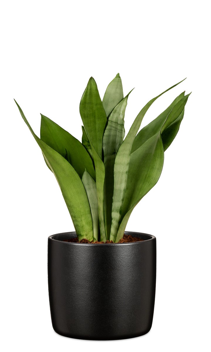 Scheurich Solido, keramische bloempot set van 2, kleur: Ebano, 15 cm diameter, 13,7 cm hoog, inhoud 1,9 l.
