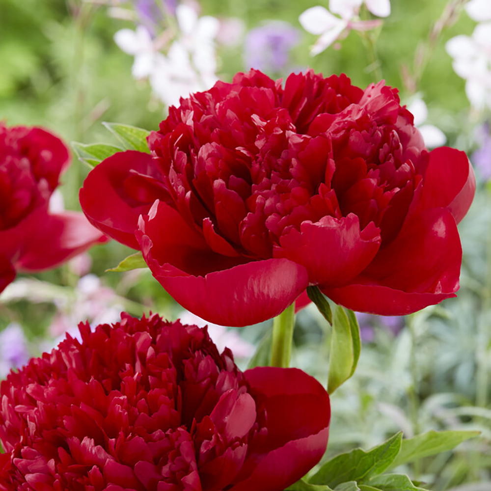 3x paeonia mix – pivoine – arbuste – rustique – ⌀09 cm - ↕15-20 cm