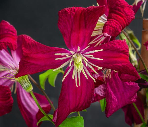 Waldrebe - Clematis