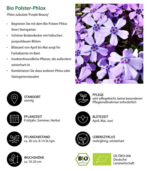 Bio Polster-Phlox 'Purple Beauty'