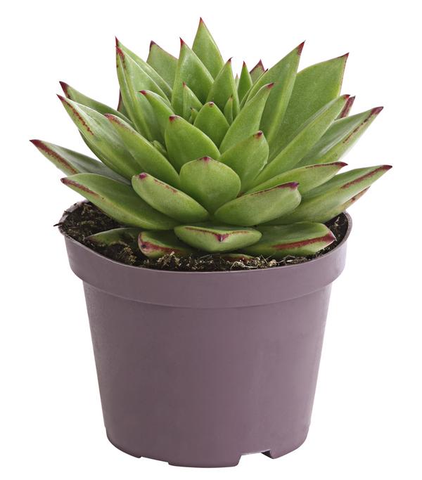 Echeverie - Echeveria Hybride, verschiedene