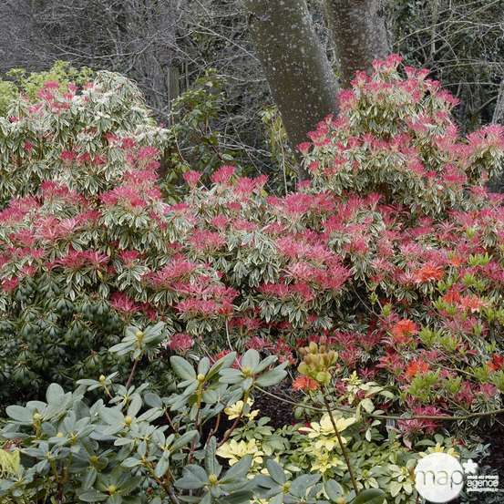 Pieris Flaming Silver : Hauteur 60/80 cm conteneur de 20 litres