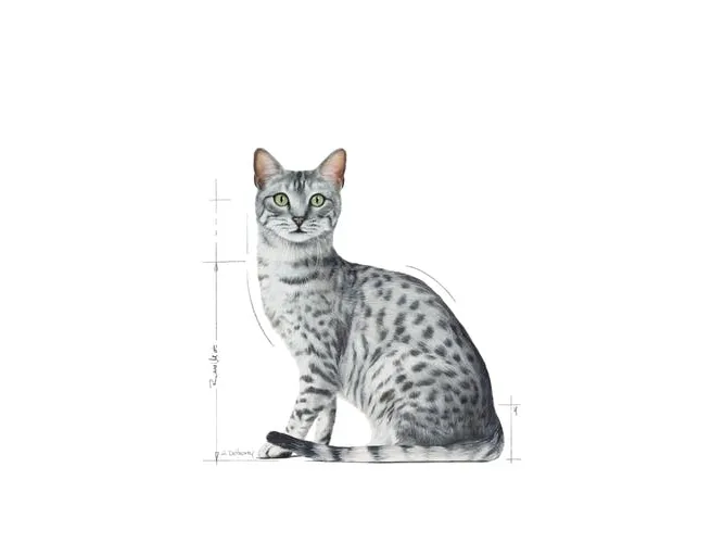 Royal Canin Indoor Sterilized, Voksen, Enhver race, Kød, 12x85 g