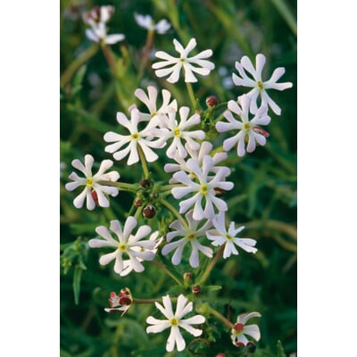 Blumensamen Abend- und Nachtdufter