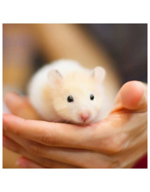 Beaphar Care Plus Hamster - Hamstervoer