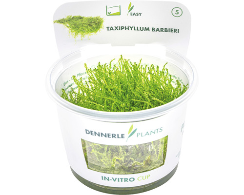 Taxiphyllum barbieri In-Vitro Java Moss