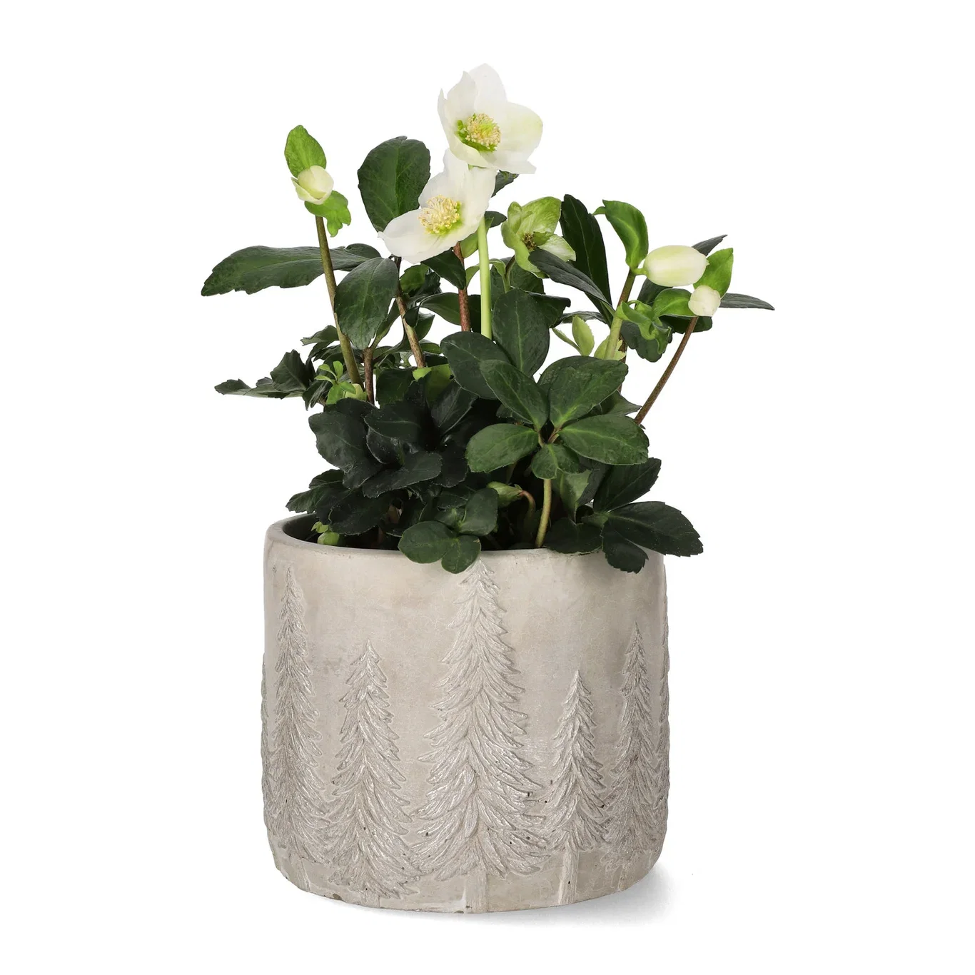 Helleborus niger 'Christmas Carol' Hvit julerose 'Christmas Carol' Ø14 cm