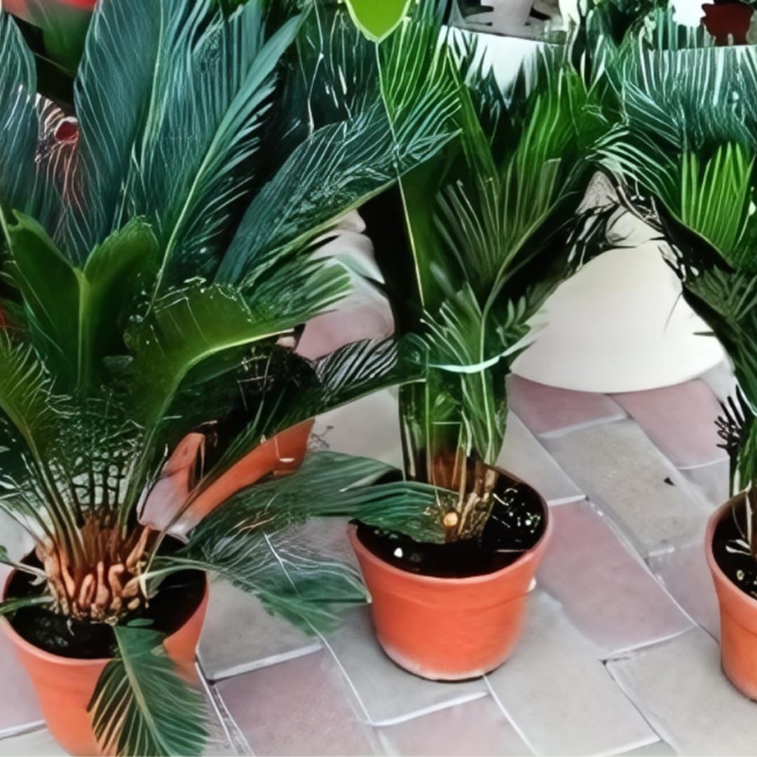 Cycas Revoluta Zierpflanze - auf Topf von 20 Höhe 80 cm