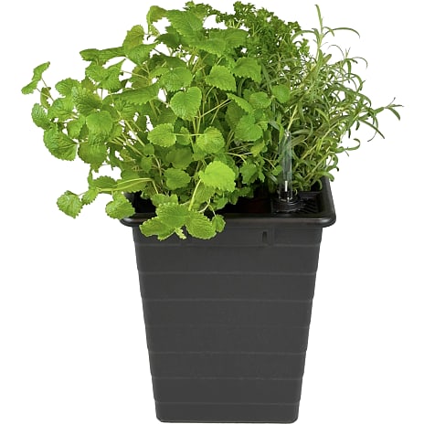 Homefarm 1 selvvandende plantekrukke