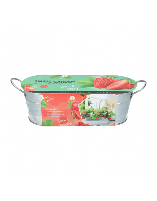 Buzzy Small Garden Sweet Strawberry - Kweeksets - per stuk