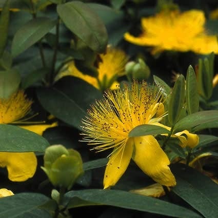Hertshooi (Hypericum calycinum) D 9 H 10 cm