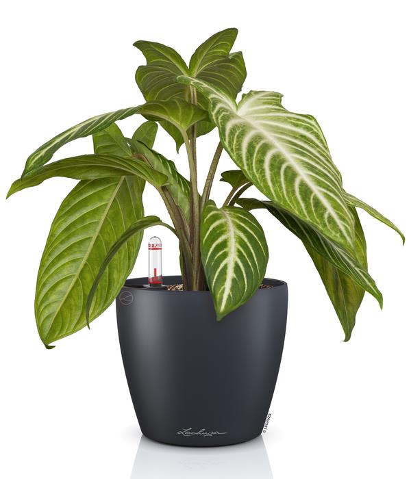 LECHUZA® CLASSICO Color, All-in-One-Set