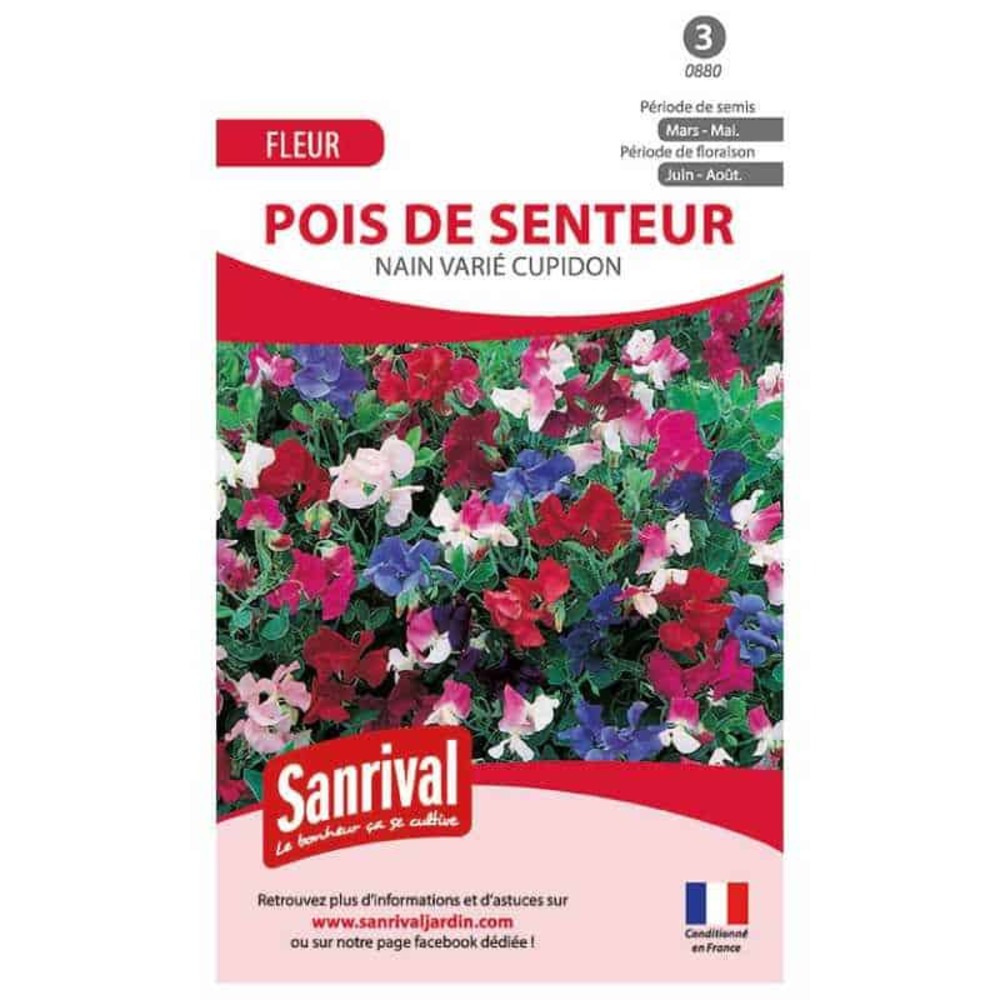 Graines de pois de senteur nain cupidon