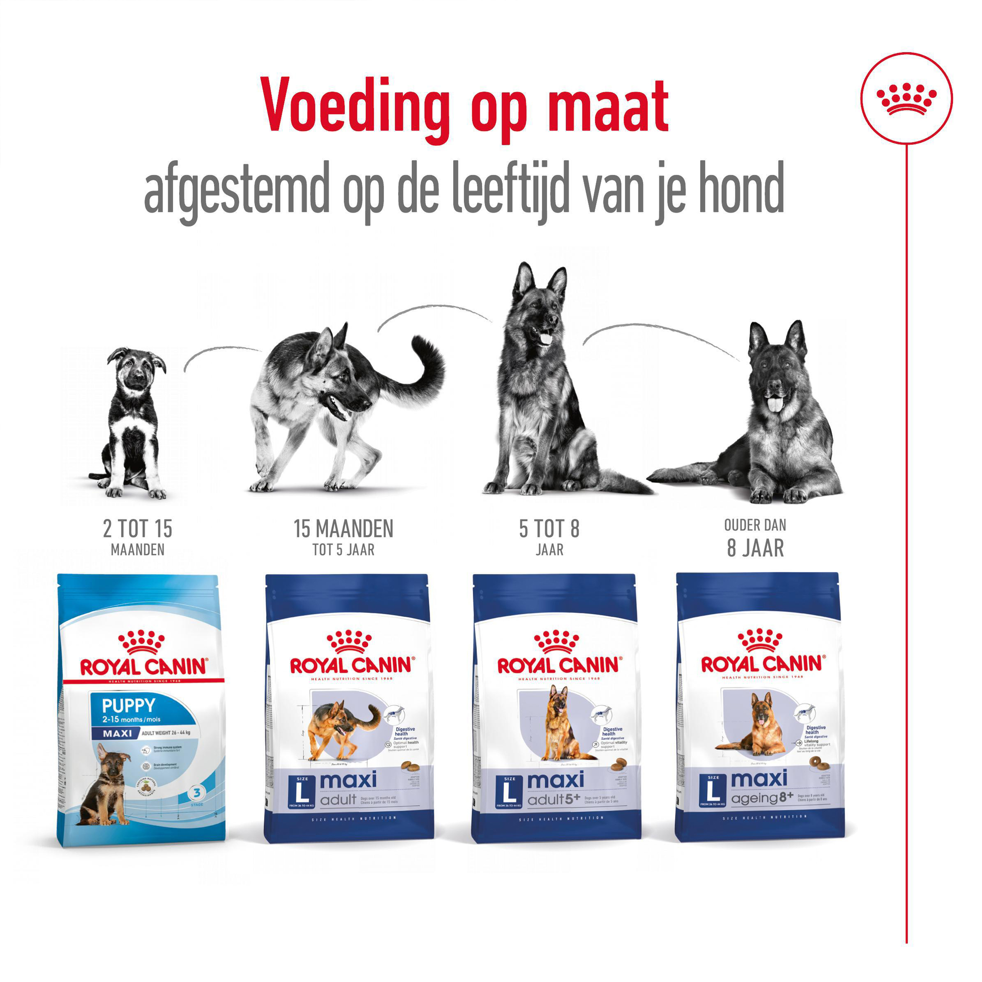 Royal Canin Maxi Ageing 8+ - Hondenvoer