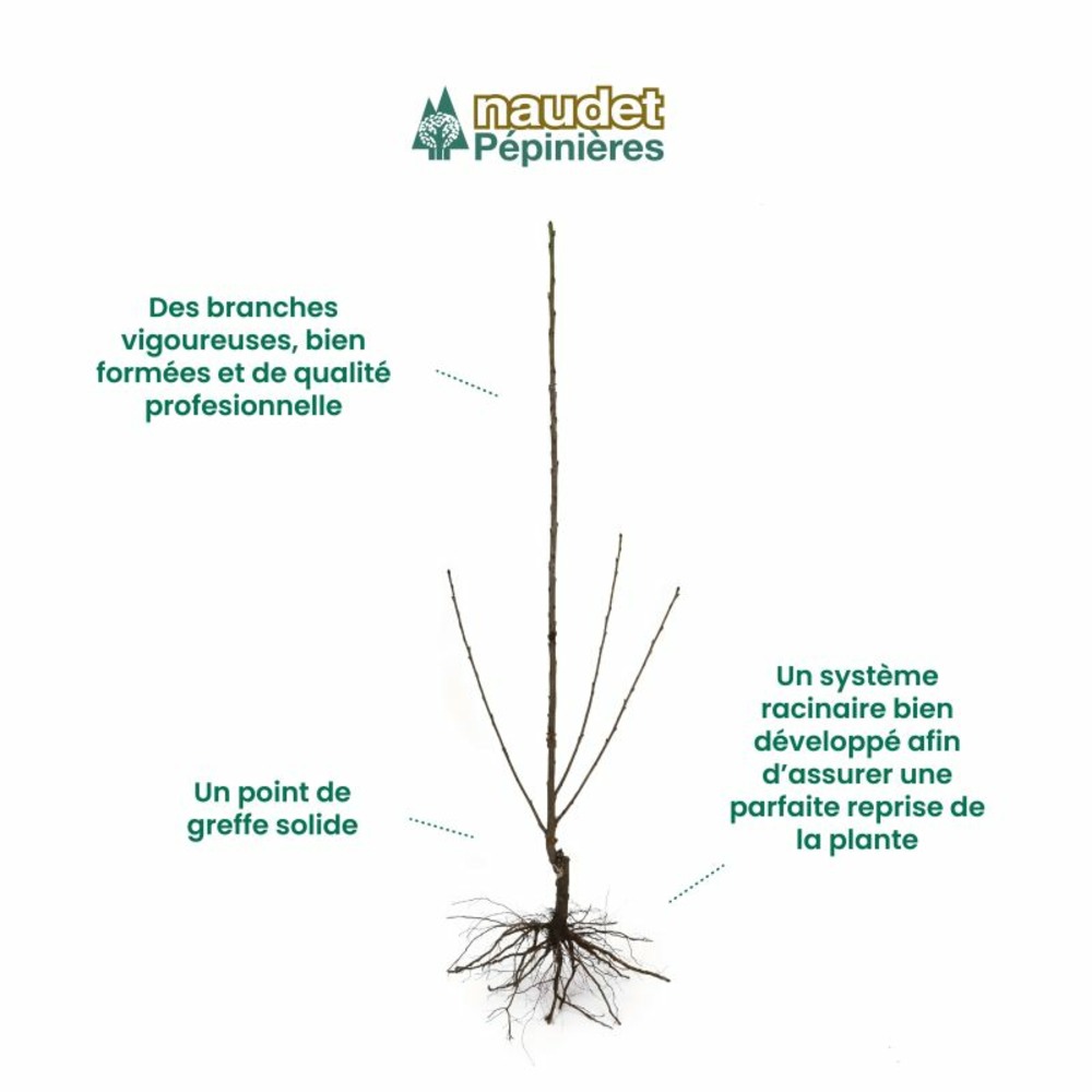 Poirier 'beurré giffard' - scion de 80 à 100cm
