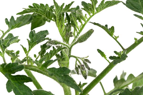 Dehner Gourmet Garten Ochsenherztomate,