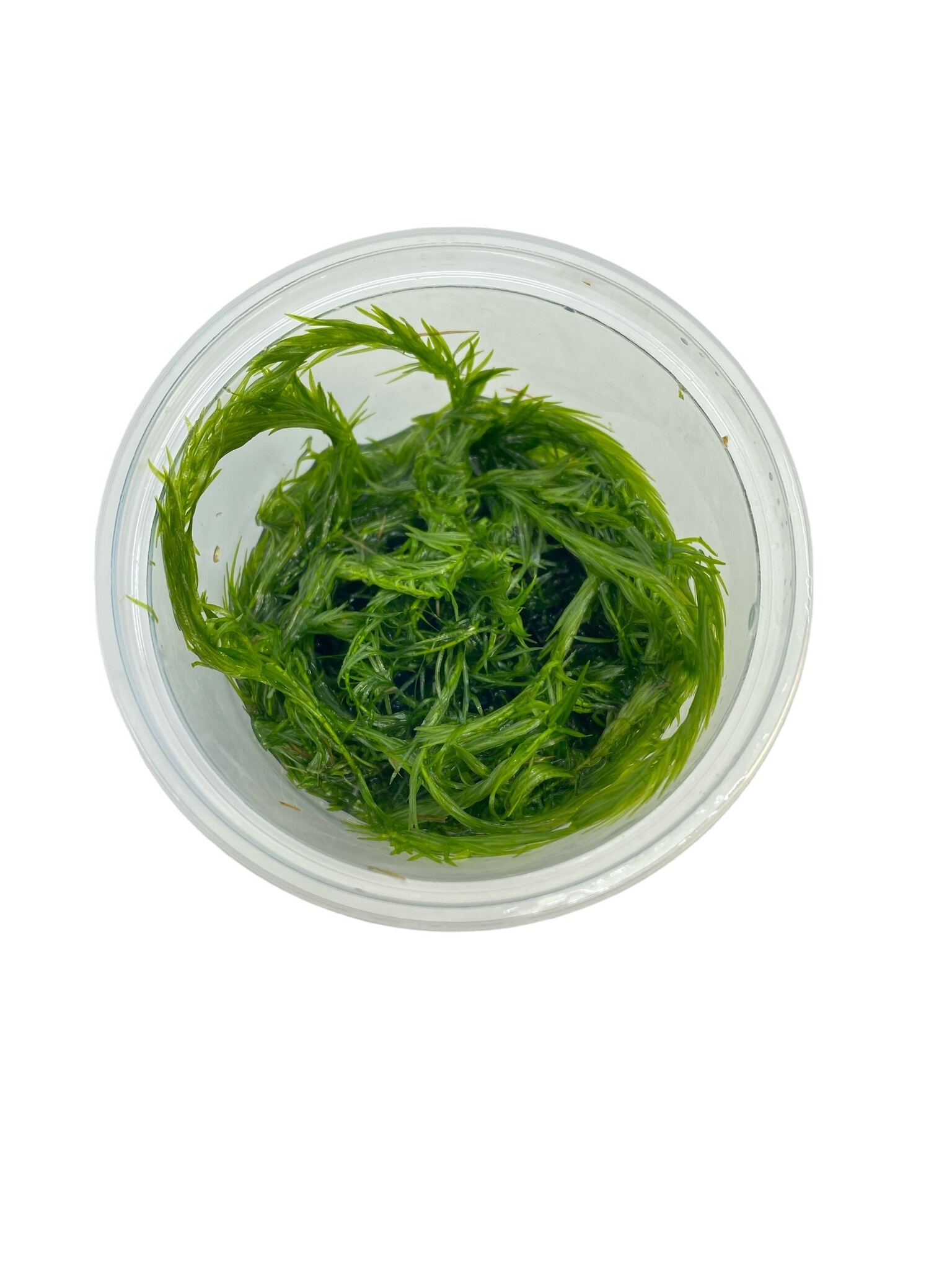 Waterplant Mayaca Fluviatilis in-vitro