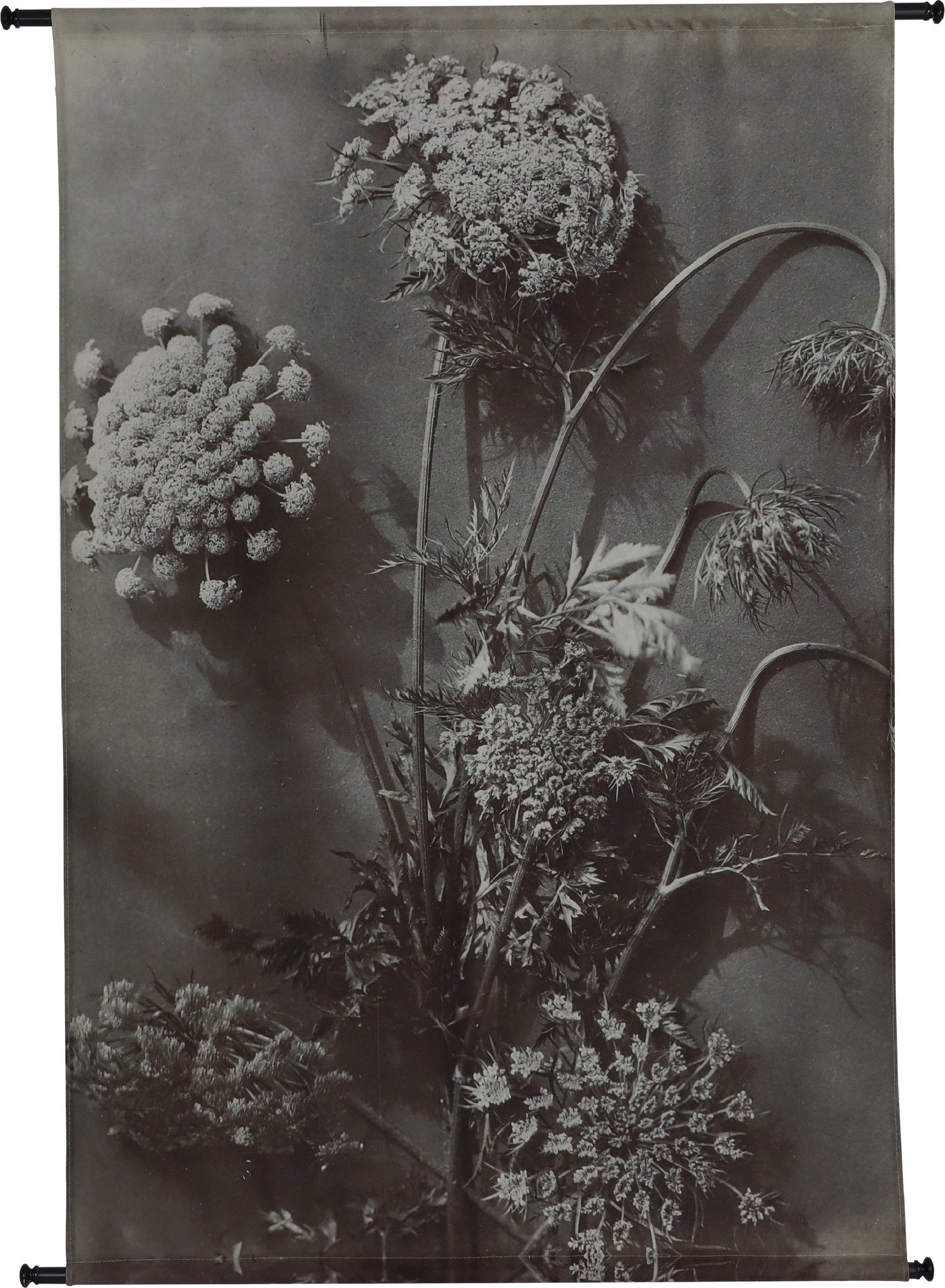 HD Collection wandkleed Ammi majus multi 105 x 136 cm