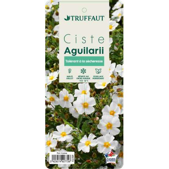 Cistus x aguilari : ctr 3 litres