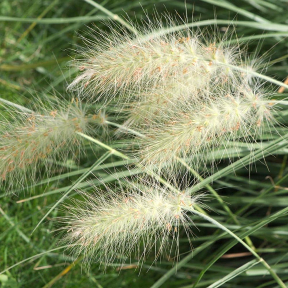 Herbe aux écouvillons alopecuroides japonicum/pennisetum alopecuroides japonicum[-]pot de 1,5l - 20/50 cm