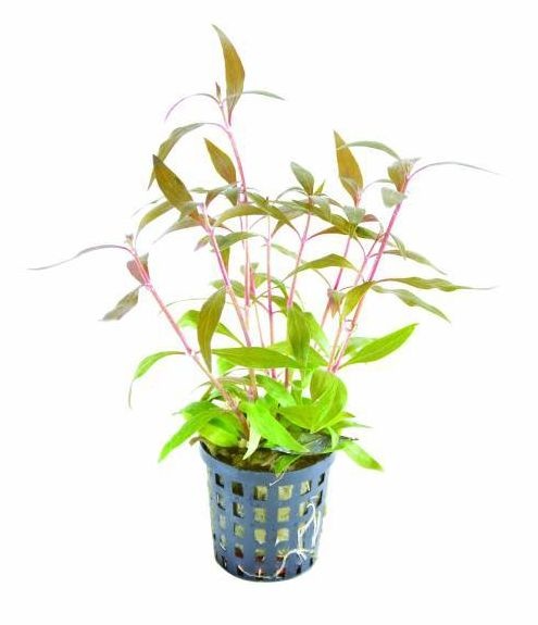 AquastoreXL Plantenpakket Medium 1 | Aquariumplanten