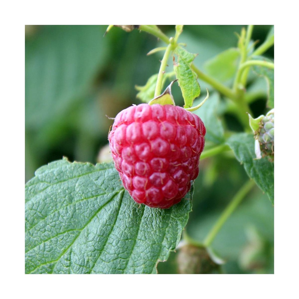 Framboisier idaeus heritage/rubus idaeus heritage[-]pot de 2l