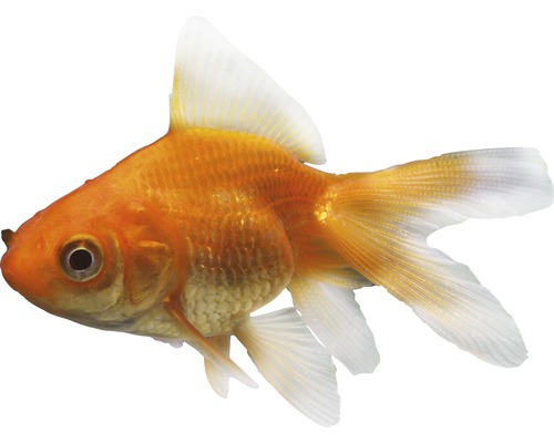 Kleine sluierstaartvis - Carassius Auratus