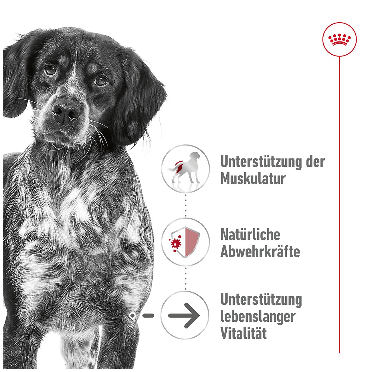 ROYAL CANIN Medium Ageing 10+ in Soße 10x140 g