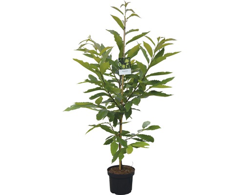 Zoete Kastanje Kastanje FloraSelf Castanea sativa H 60-80 cm Co 6 L
