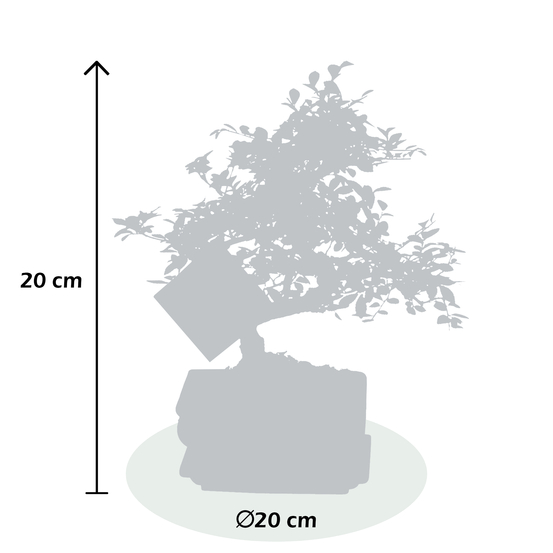 Bonsai Zelkova en céramique